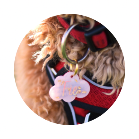 📸 SET PÅ INSTAGRAM