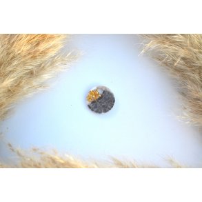 Hundetegn, lille rund, brun, hvid og bladguld