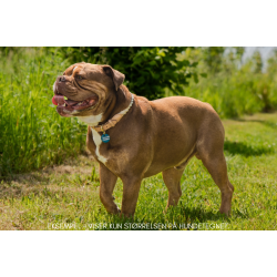 Hundetegn, mellem rund, pink glitter med pink grape