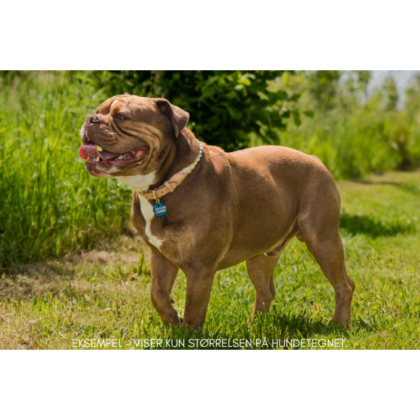 Hundetegn, mellem rund, hvid og turkis 