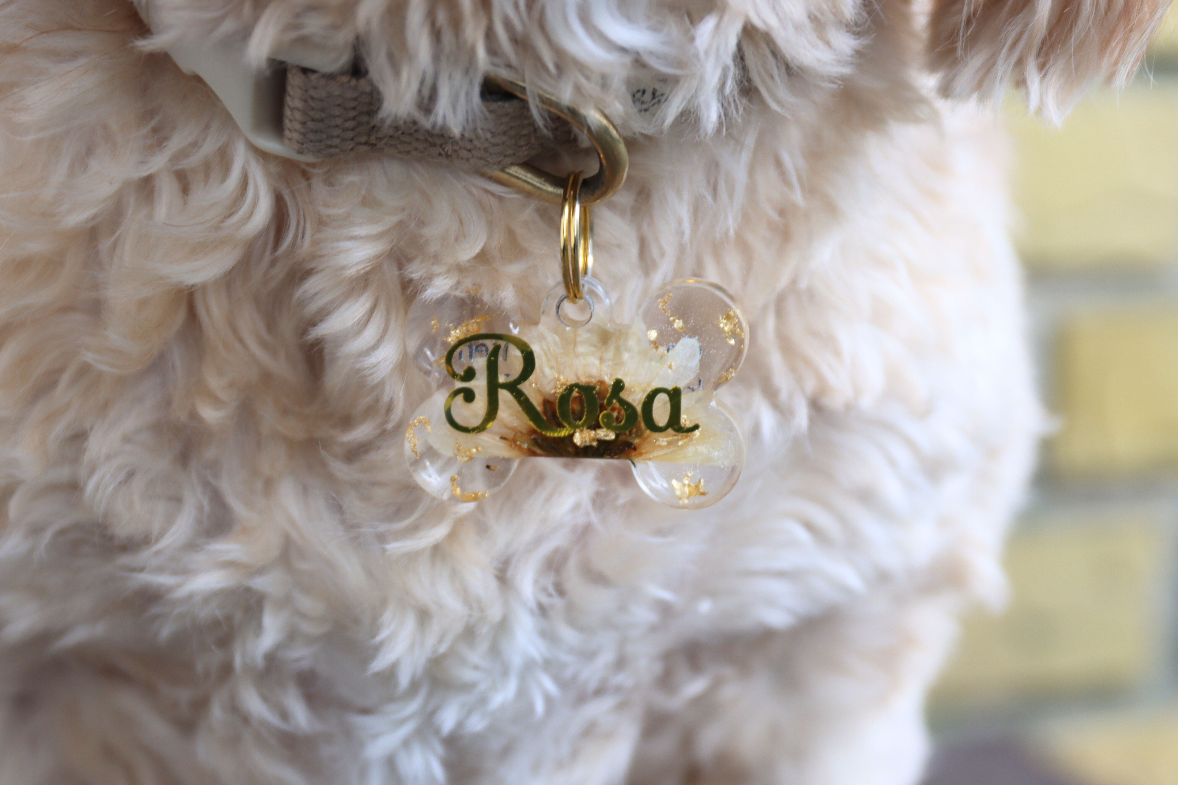Rosa - blomst med bladguld